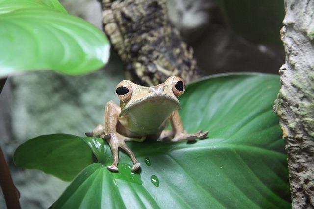 Který výraz by měl být preferován: vivarium nebo vivárium?