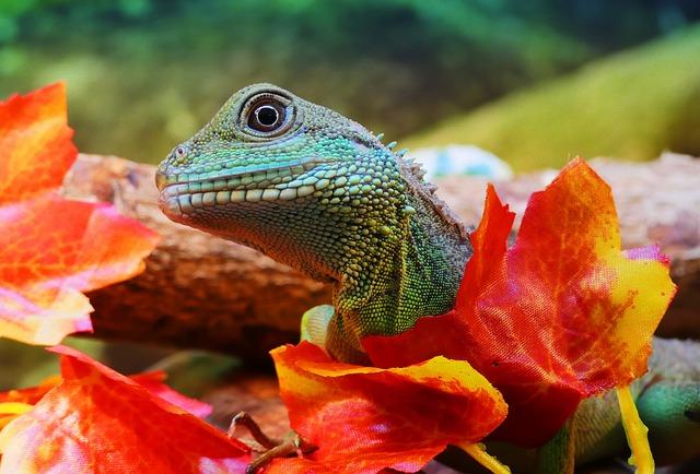 Jak správně používat výraz vivarium a vivárium