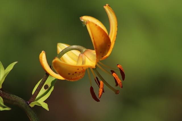 Lilium x Lilyum: Botanické Rozdíly Vysvětleny!