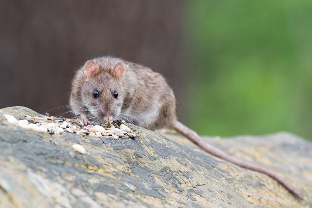 Potkan nebo Podkan: Zvířata a Správný Výběr Slov