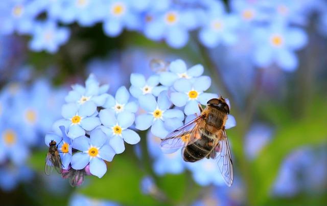 Pomněnka nebo Pomenka: Jak Správně Rozlišovat Tyto Květiny