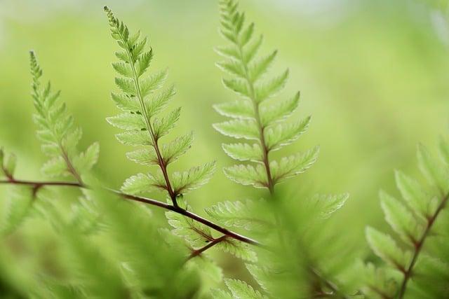 Tipy pro zapamatování rozdílu mezi reflexí a refleksí