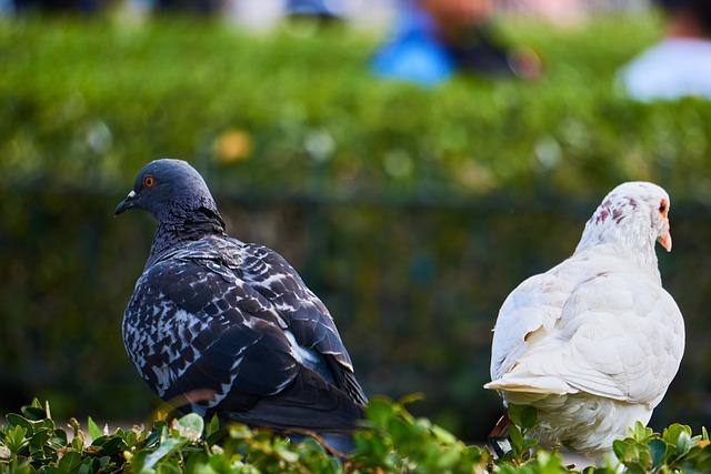 Rozdíly mezi Druhoustí a Prvnoustí: Co je větší fascinace?