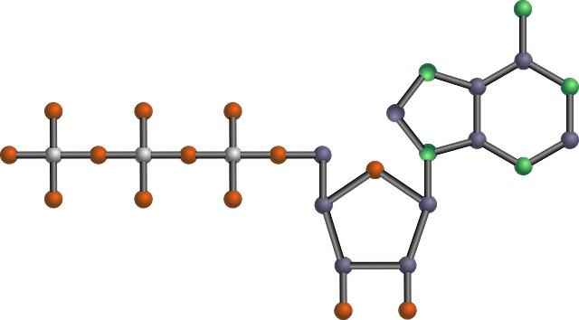 Nukleové Kyseliny: Maturitní Otázky z Chemie