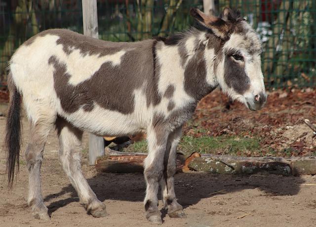 Zabezpečení bezpečného a pohodlného venčení