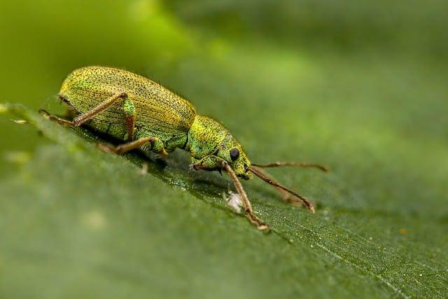 Co jsou Členovci (Arthropoda) a proč jsou tak důležití v biologii?