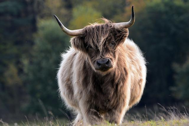 Jak často by měla být Tora x Tora podávána kočkám?